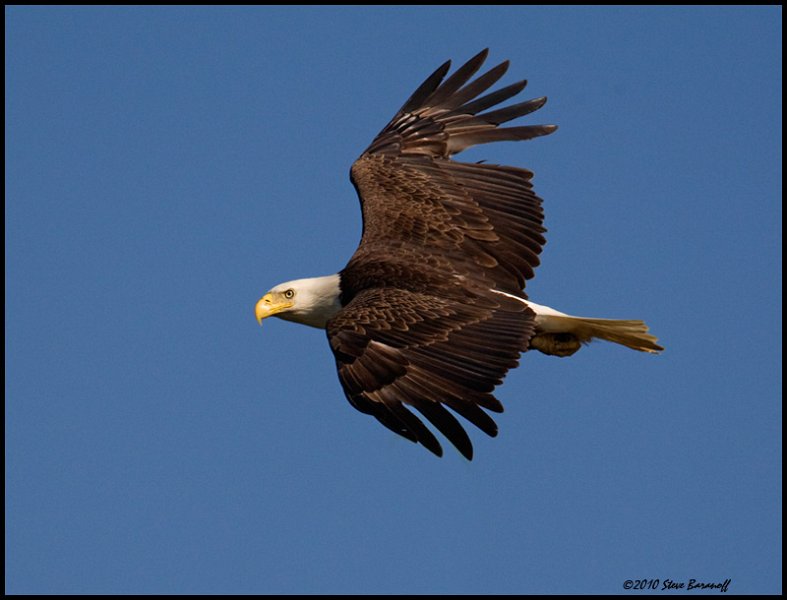 _0SB0735 american bald eagle.jpg